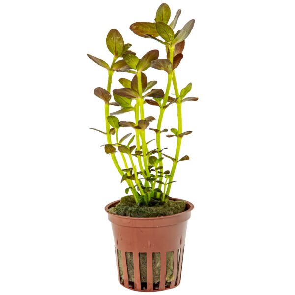 Bacopa salzmanni 'Purple' - Salzmanns Fettblatt - Topfpflanze 5cm - Tropica