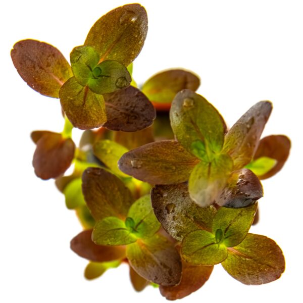 Bacopa salzmanni 'Purple' - Salzmanns Fettblatt - Topfpflanze 5cm - Tropica – Bild 3