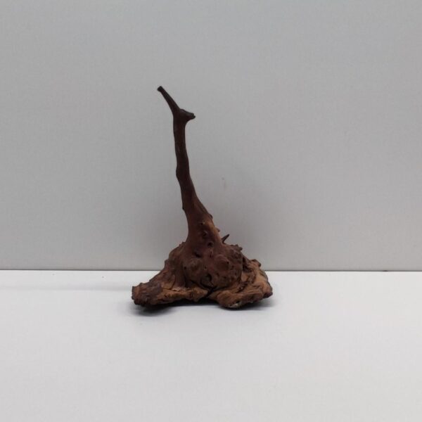 Mopaniholz-Wurzel	18x15x27cm